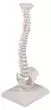 Columna vertebral miniatura elastica Erler Zimmer