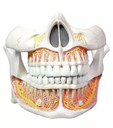 Modelo de dentición de adulto Mediprem