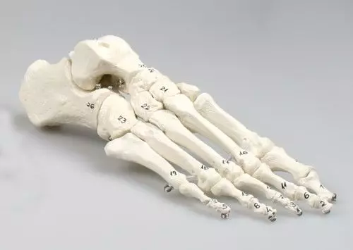 Modelo de esqueleto del pie numerado 6051 Erler Zimmer