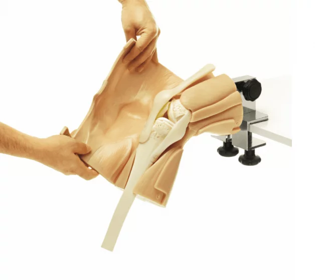 Simulador de artroscopia de rodilla HSKN01 Erler Zimmer