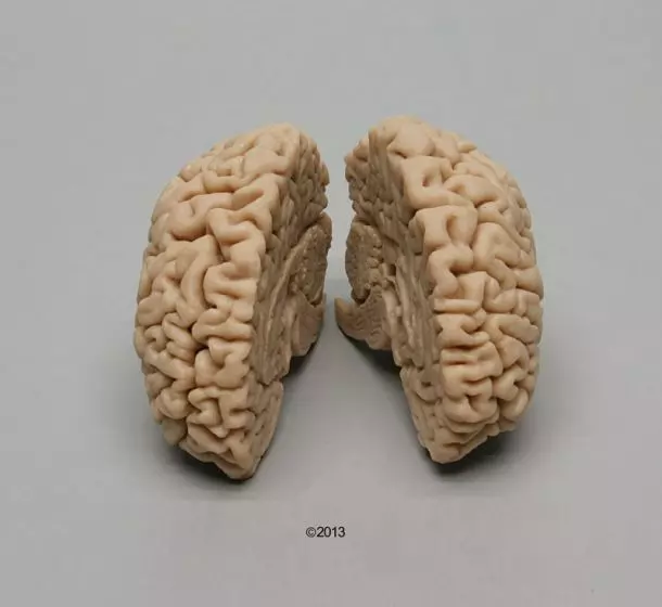 Molde de cerebro de mujer C715 Erler Zimmer