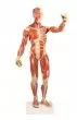 Modelo anatómico del sistema muscular, escala de 1/3 de la altura natural B90 Erler Zimmer