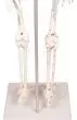 Esqueleto en miniatura Daniel con músculos numerados 3035 Erler Zimmer