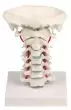 Vértebras cervicales con soporte Erler Zimmer 4073