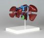 Modelo de hígado en 8 partes K79 Erler Zimmer
