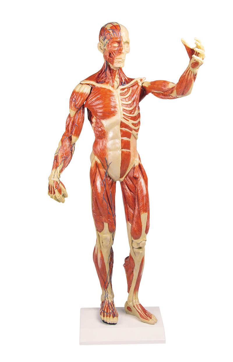 Introducir 54+ imagen modelo anatomico del sistema muscular