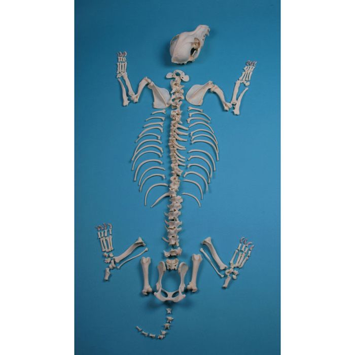 doblado dedo índice agudo Venta Esqueleto de Perro Erler Zimmer VET3020 por 1.010,35 €