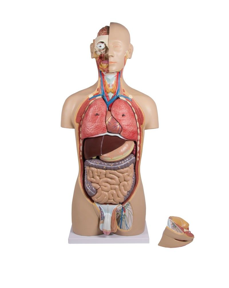 Modelo de torso humano hombre/mujer B235 Erler Zimmer por 836,00 €