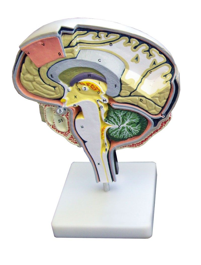 Introducir 49+ imagen modelo anatomico del cerebro humano