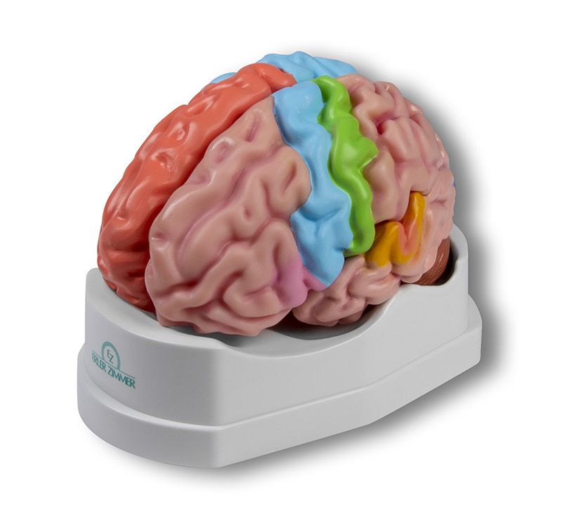 Modelo del cerebro en 5 partes Erler Zimmer por 105,00 €