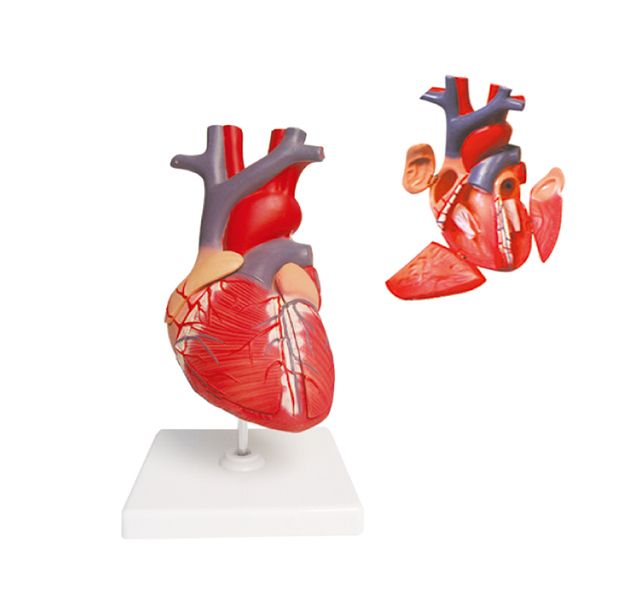 Modelo anatómico del corazón en 4 partes aumentado 2 veces a 251,08 €