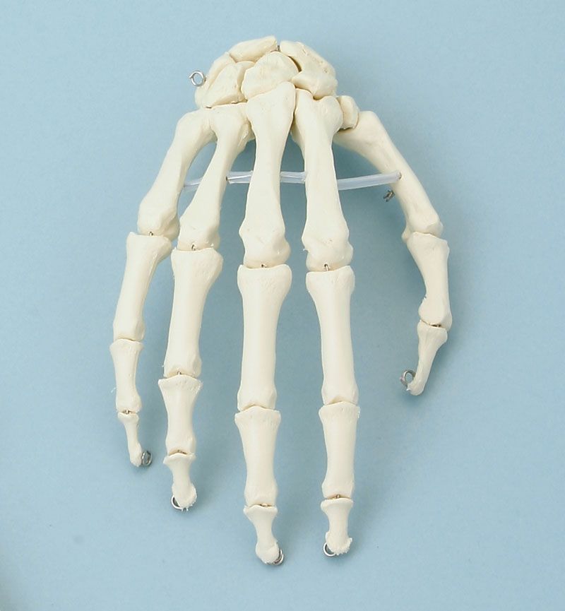 Las mejores ofertas en Soporte de Papel Higiénico de esqueleto