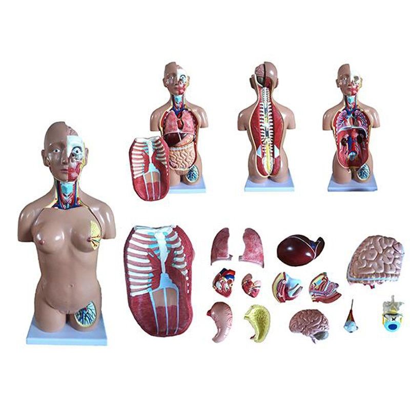 Modelo anatómico torso humano bisexuado 18 piezas de 45cm a 180,50 €