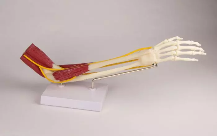 Articulación del codo con músculos 4566 Erler Zimmer