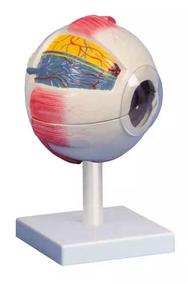 Modelo de ojo en 6 piezas F220 Erler Zimmer