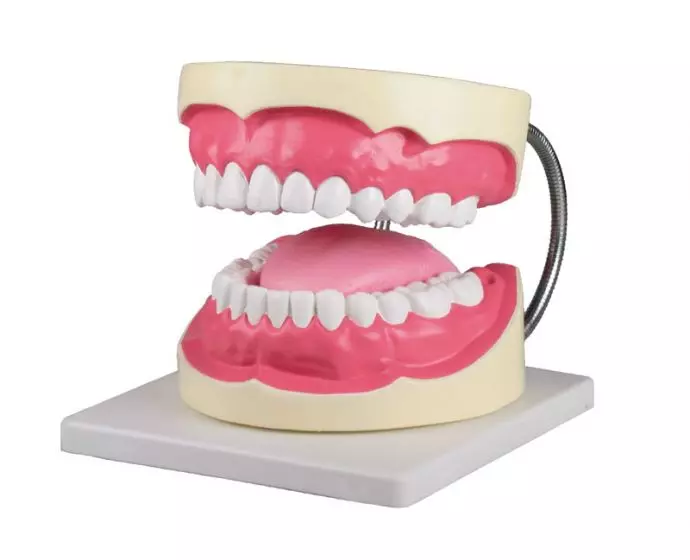 Modelo de cuidado dental, aumentado 3 veces Erler Zimmer