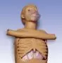 Torso CPR W45117
