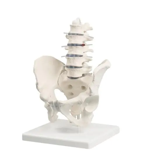 Modelo de vértebras lumbares con pelvis sobre base 4040 Erler Zimmer