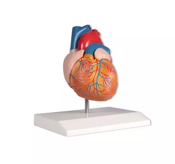 Modelo de corazón en 2 partes, a tamaño natural Erler Zimmer
