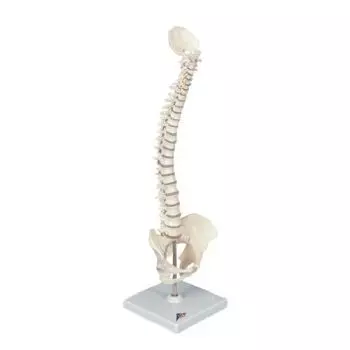 Columna vertebral elástica en miniatura A18/20 3B scientific