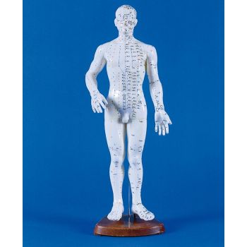 Modelo masculino de acupuntura 2046 Erler Zimmer 