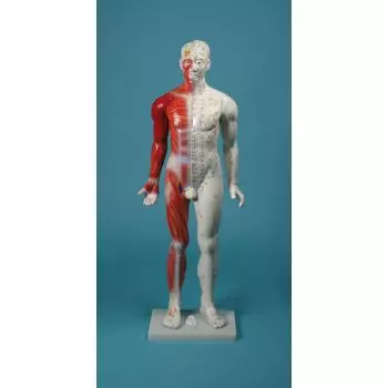 Modelo masculino de acupuntura 80 cm 2050 Erler Zimmer