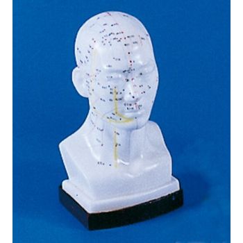 Modelo de acupuntura de la cabeza 2070 Erler Zimmer