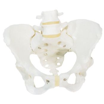Esqueleto de la Pelvis, femenino 3B scientific A61