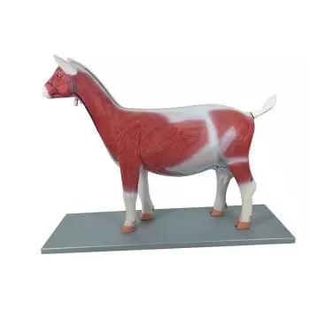 Modelo anatómico de cabra