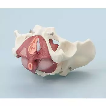 Modelo de pelvis femenina con músculos del suelo pélvico Erler Zimmer 4070