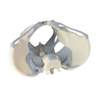 Modelo de pelvis femenina con ligamentos 4070L Erler Zimmer