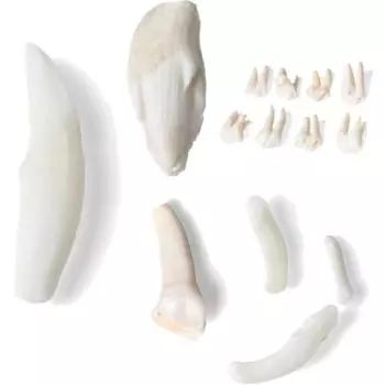 Modelo de dientes de mamíferos T300291 3B Scientific (20 piezas)