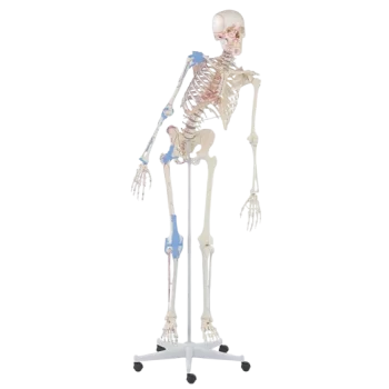 Esqueleto humano móvil «Max» con indicación de músculos y ligamentos, de Erler Zimmer