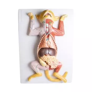 Modelo de disección anatómica de una gata en gestación