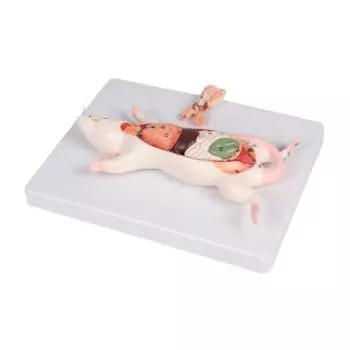 Modelo de disección anatómica de rata