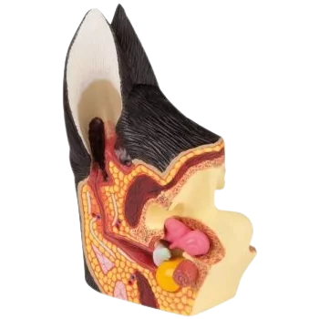 Modelo anatómico del oído canino