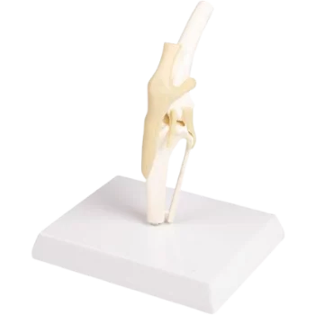 Modelo anatómico de la rodilla canina Erler Zimmer