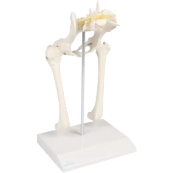 Modelo anatómico de cadera de perro Erler Zimmer