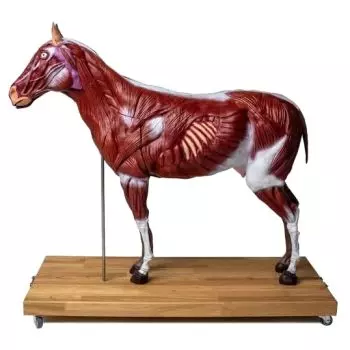 Modelo de caballo Erler Zimmer 1/3 tamaño natural