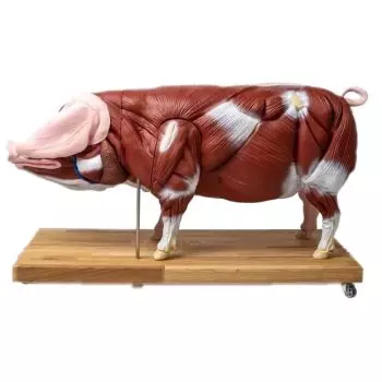 Modelo de cerdo a media escala Erler Zimmer