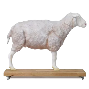 Modelo de oveja a dos tercios de tamaño real Erler Zimmer