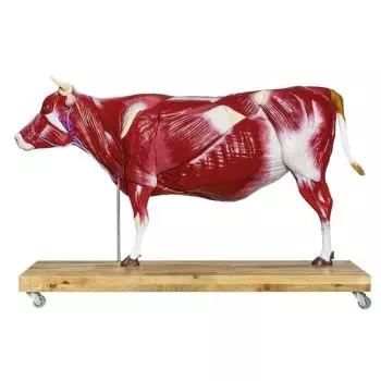 Modelo bovino a un tercio de tamaño real Erler Zimmer