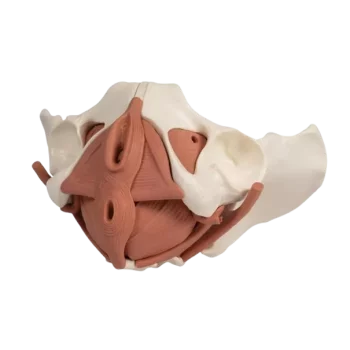 Modelo de Pelvis Femenino, 12 partes Erler Zimmer