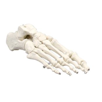 Modelo de esqueleto del pie 6050 Erler Zimmer