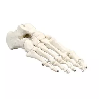Modelo de esqueleto del pie 6050 Erler Zimmer