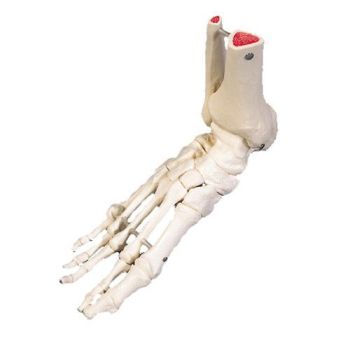 Esqueleto del pie con partes de tibia y fibula articulado en alambre 3B Scientific A31R