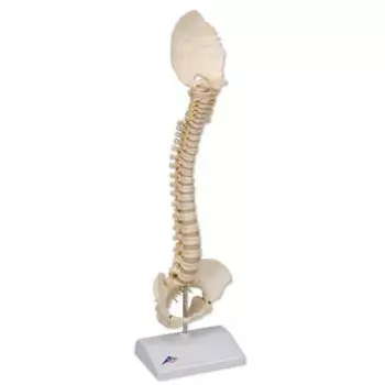 Columna vertebral pediátrica en calidad 3B BONElike™ A52
