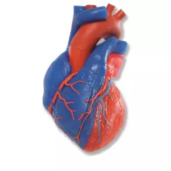 Modelo de corazón G01/1