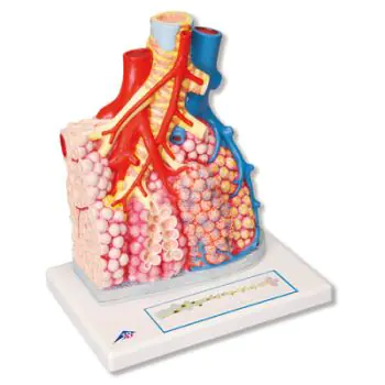 Lobulillos pulmonares y vasos sanguíneos adyacentes G60