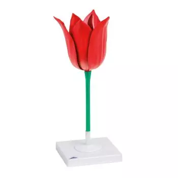 Modelo de Tulipán (Tulipa gesneriana) 3B Scientific T210101